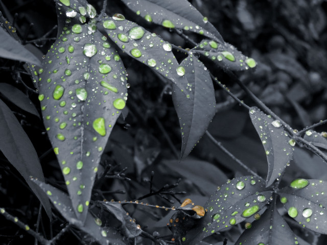 Close up leaf water drops free wallpaper - medium preview image