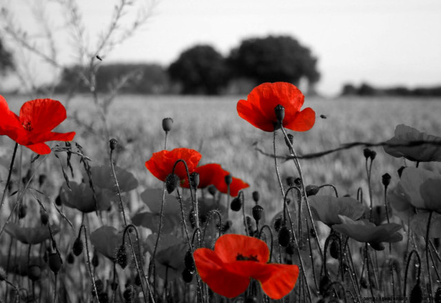Red butterfly blood tree umbrella free wallpaper - medium preview image