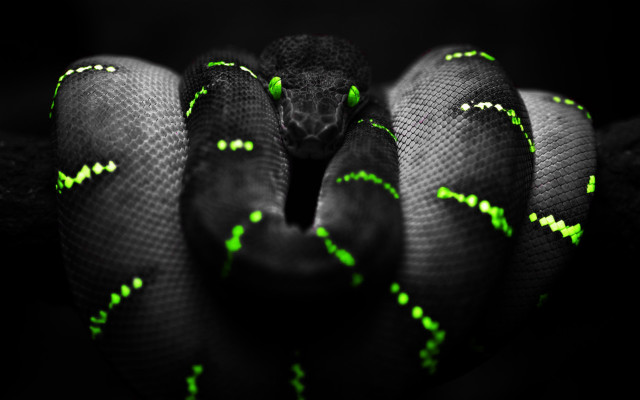Black green glowing cobra snake free wallpaper - medium preview image