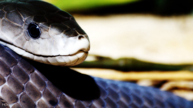 Snake head closeup blurred background free wallpaper - medium preview image