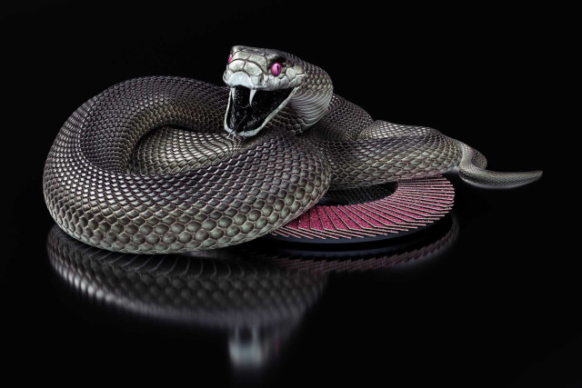 Snake pink stripe black background free wallpaper - medium preview image