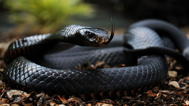 Black snake curled tongue out free wallpaper - medium preview image