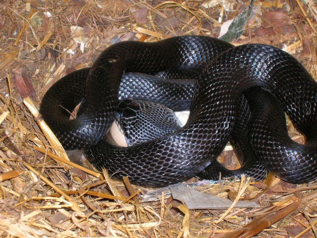 Black snake curled straw mulch free wallpaper - medium preview image