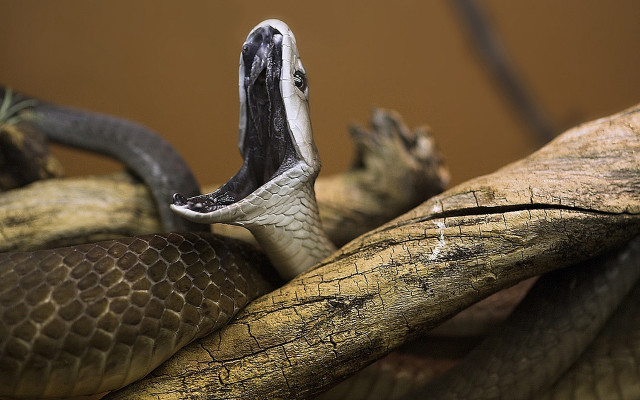 Snake branch mouth open tongue free wallpaper - medium preview image