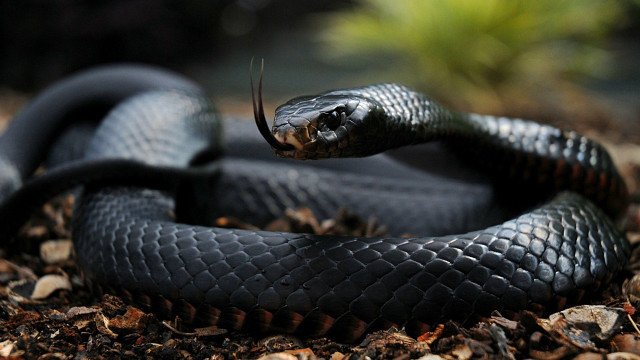 Black snake curled dirt leaves #2 free wallpaper - medium preview image