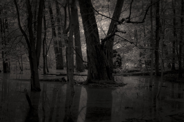 Flooded trees bench dark sky free wallpaper - medium preview image
