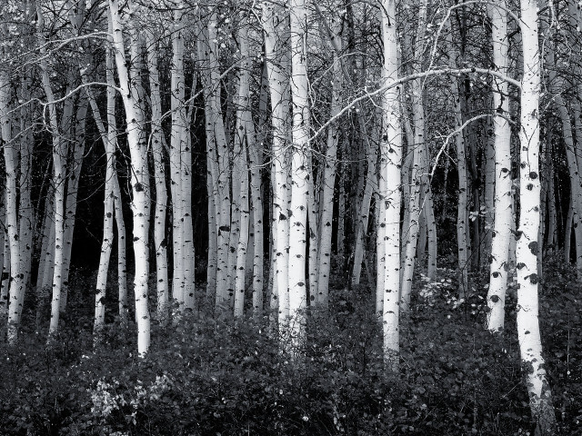 Black white trees grove woods free wallpaper - medium preview image