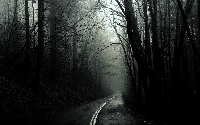 Forest road trees foggy sky free wallpaper - medium preview image