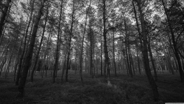 Black white forest tall trees #6 free wallpaper - medium preview image