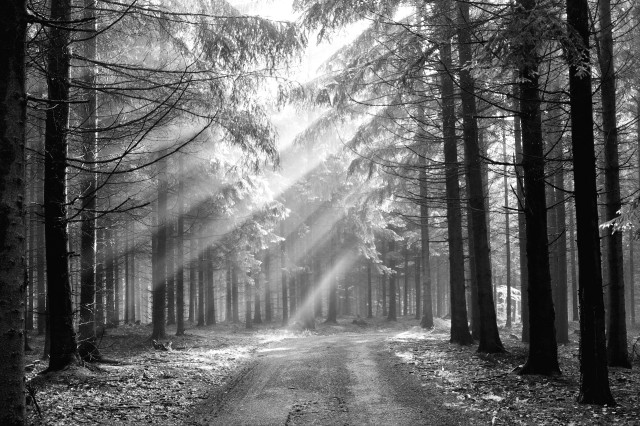 Black white forest sunbeams godrays free wallpaper - medium preview image