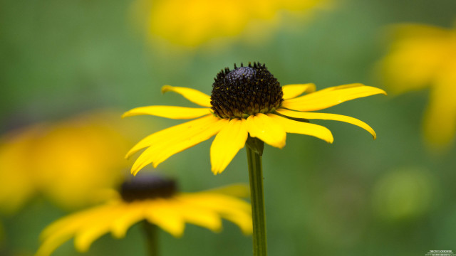 Yellow flower field bokeh macro #7 free wallpaper - medium preview image