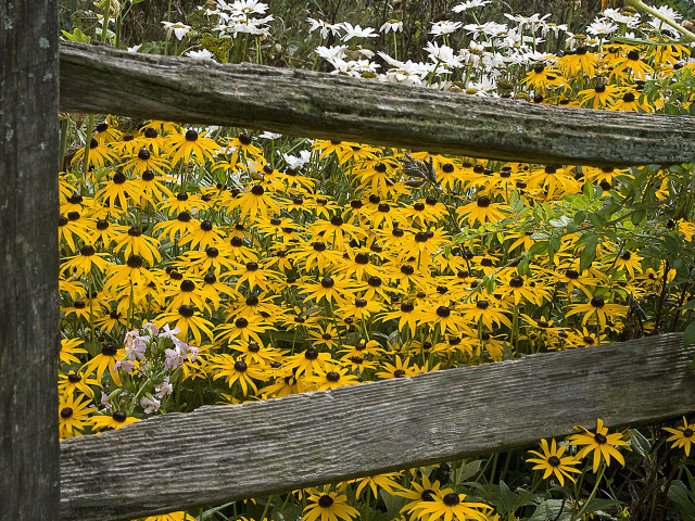 Flower field fence flowers autumn free wallpaper - medium preview image