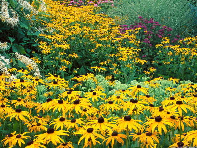 Yellow flowers green bush blue free wallpaper - medium preview image