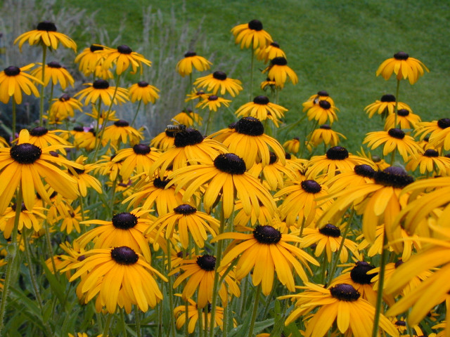 Yellow flowers green field grass free wallpaper - medium preview image