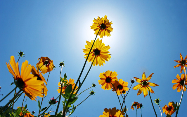 Yellow flowers sun blue sky #2 free wallpaper - medium preview image