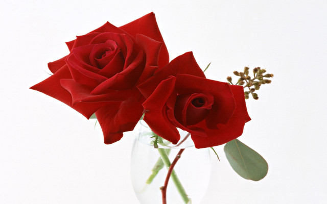 Two red roses clear vase free wallpaper - medium preview image