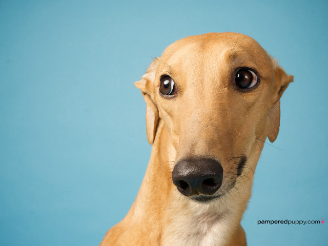 Sad dog looking camera blue free wallpaper - medium preview image
