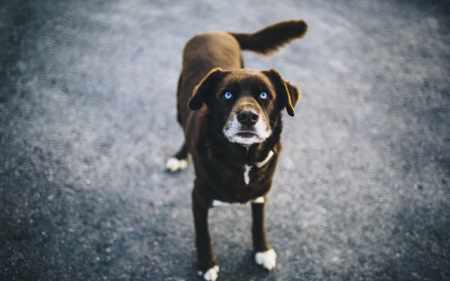 Dog blue eyes white spot free wallpaper - medium preview image