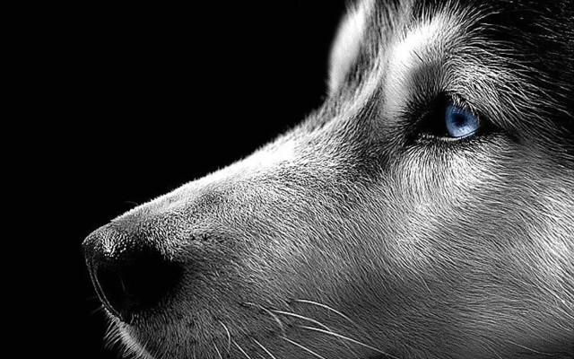 Dog blue eyes furry black free wallpaper - medium preview image