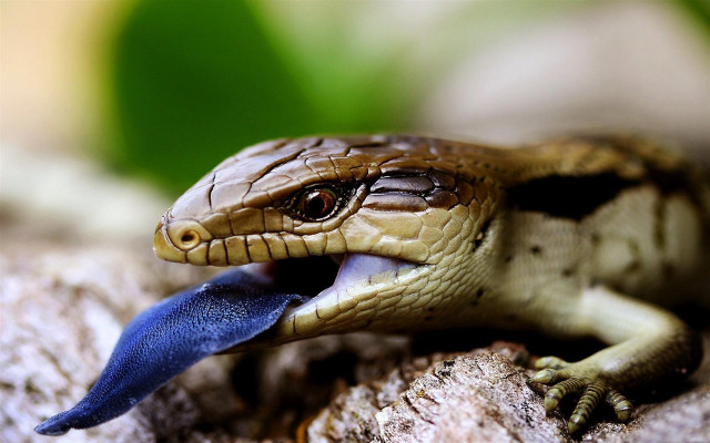 Blue tongue lizard rock leaves free wallpaper - medium preview image