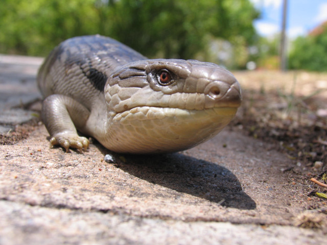 Lizard sidewalk trees grass sky free wallpaper - medium preview image