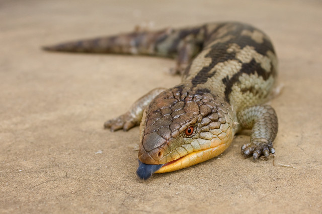 Lizard blue tail ground mouth free wallpaper - medium preview image