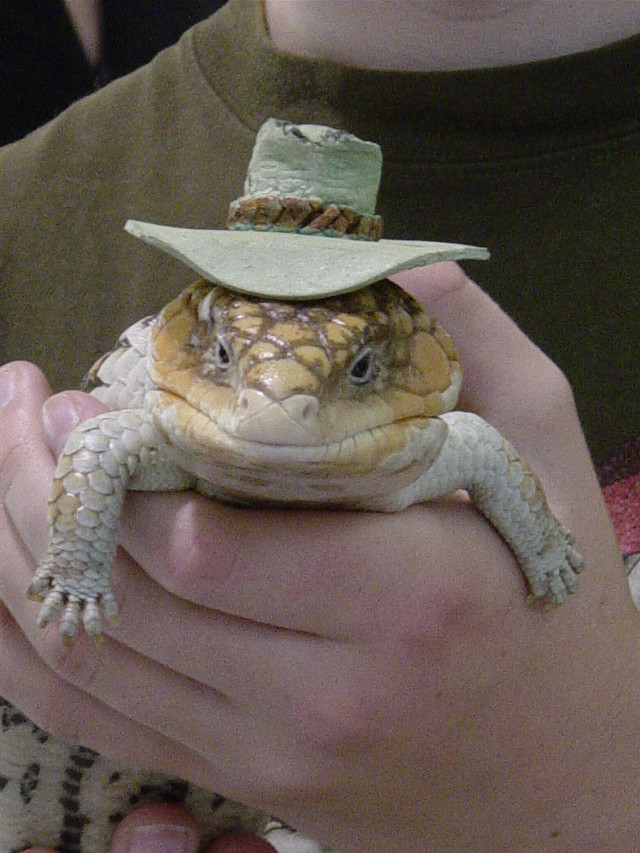 Person lizard hat western furry free wallpaper - medium preview image