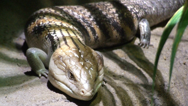 Large lizard laying rock sun free wallpaper - medium preview image