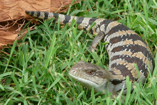 Snake grass stick lizard background free wallpaper - medium preview image