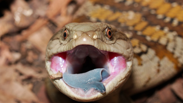Snake mouth open tongue out #5 free wallpaper - medium preview image
