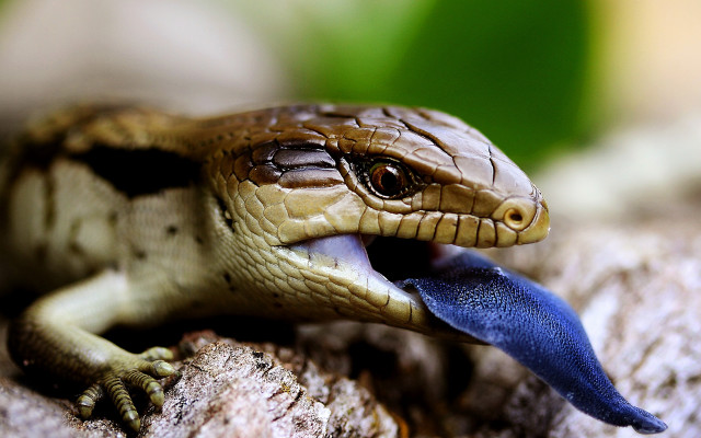 Small lizard blue tongue rock free wallpaper - medium preview image