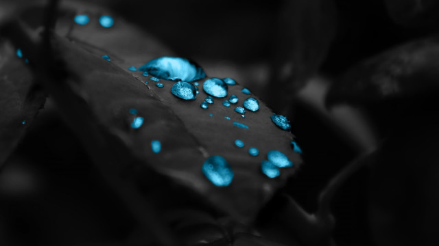 Leaf blue drops water surface #3 free wallpaper - medium preview image