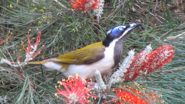 Bird branch red flowers blue free wallpaper - medium preview image
