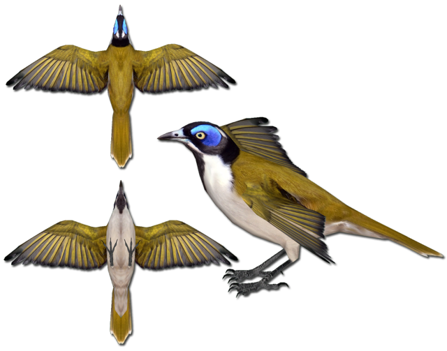 Bird wings spread owl parrot free wallpaper - medium preview image