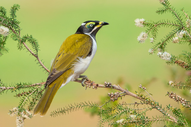 Bird branch white flowers green free wallpaper - medium preview image