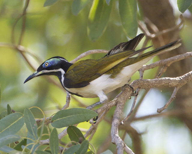 Bird perched branch leaves beak free wallpaper - medium preview image