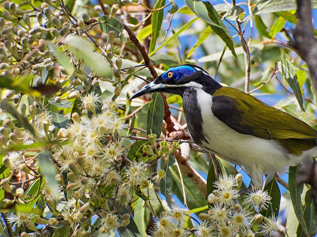 Bird perched branch tree white free wallpaper - medium preview image