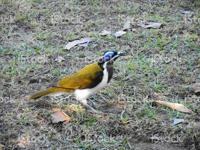 Blue bird yellow wings grass free wallpaper - medium preview image
