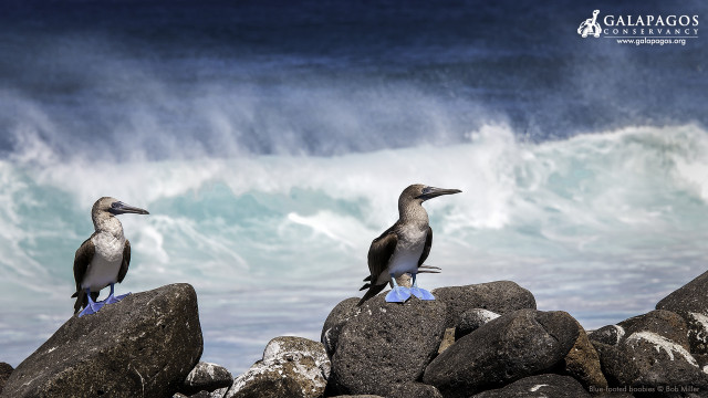 Two birds rock ocean wave free wallpaper - medium preview image