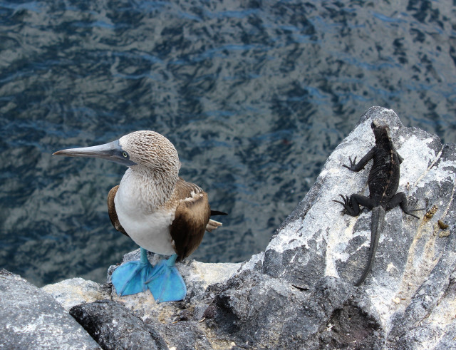 Bird lizard rock water branch free wallpaper - medium preview image