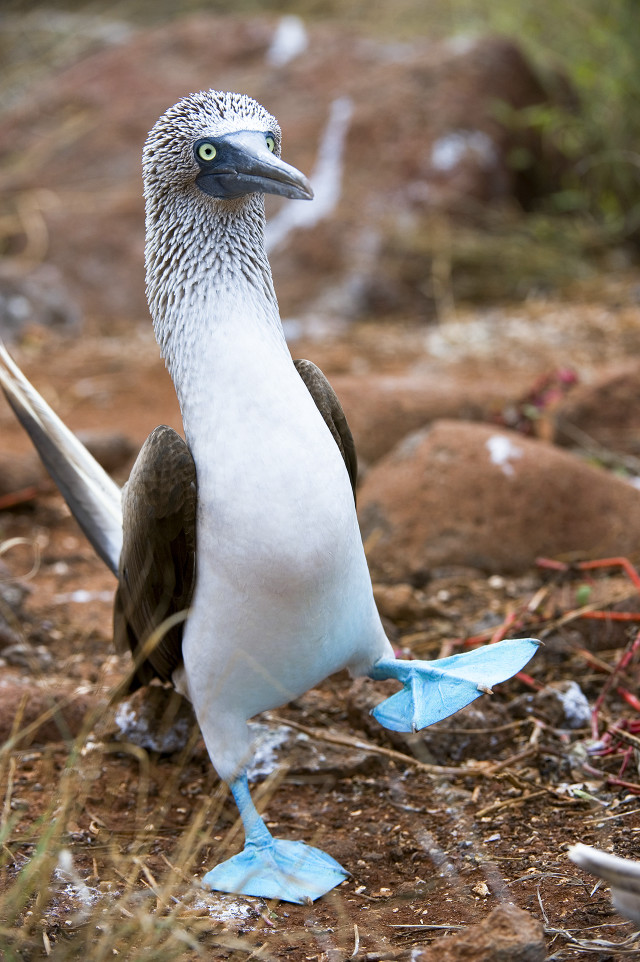 Bird blue beak forest dirt free wallpaper - medium preview image