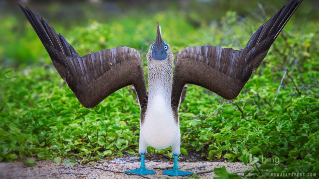 Bird wings spread grass bushes free wallpaper - medium preview image