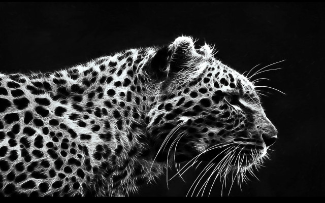 Leopard black white face neck free wallpaper - medium preview image
