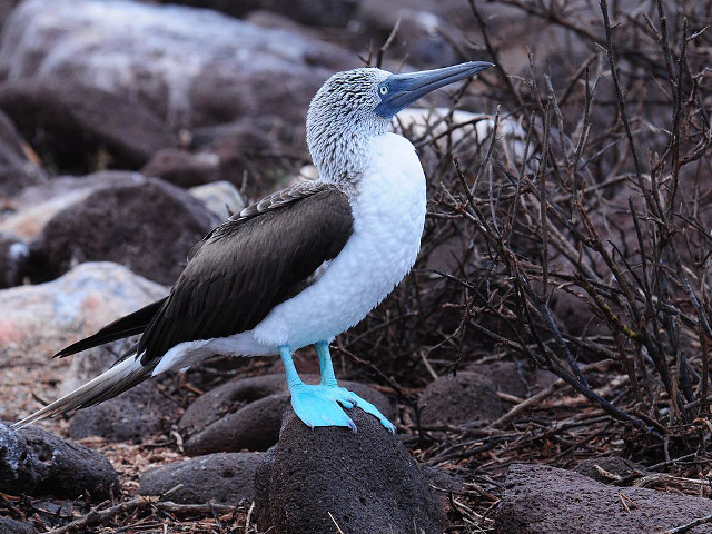 Bird blue beak desert rocks free wallpaper - medium preview image