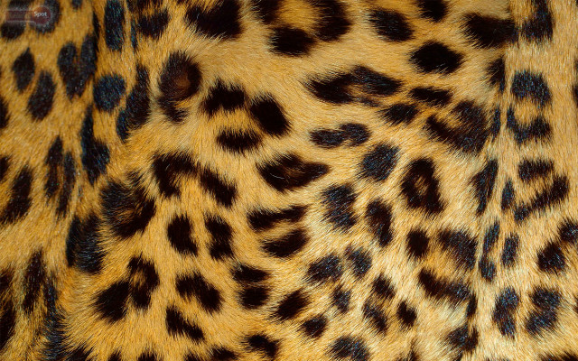 Leopard print fabric closeup texture free wallpaper - medium preview image