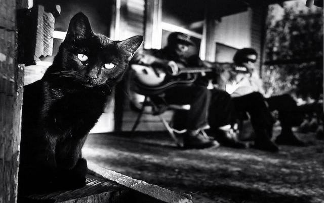 Black cat porch guitar man free wallpaper - medium preview image