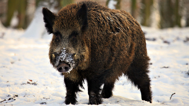 Wild boar snow forest depth free wallpaper - medium preview image