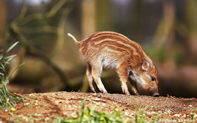Wild boar eating grass forest free wallpaper - medium preview image