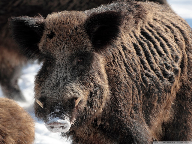 Bear walking snow mouth open free wallpaper - medium preview image