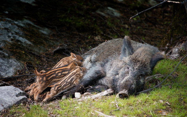 Wild boar dead bird tree free wallpaper - medium preview image